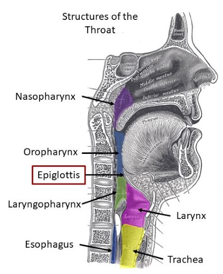 The cartilaginous structure near the base of the tongue that helps to ...