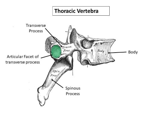 Superior Articular Process