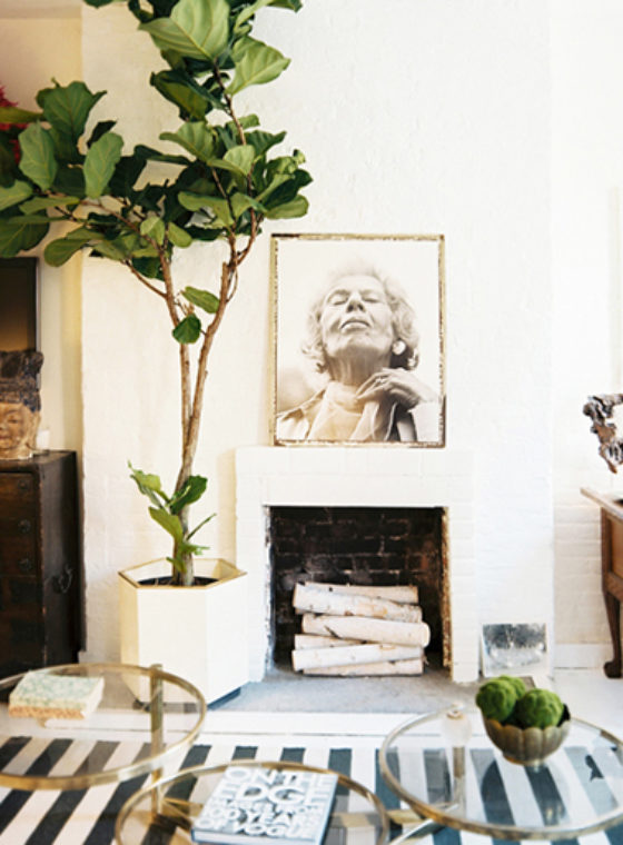 Fiddle Leaf Fig Ficus