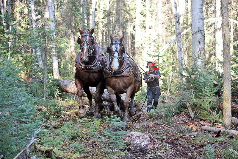 log horses harvesting timber, horses who have jobs, draft horse jobs, margaret evans, logging with horses, triple d draft horses