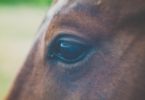 horse eye