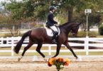 Stephany Fish Dressage Levels