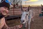 donkey taking a carrot as a treat at sunset