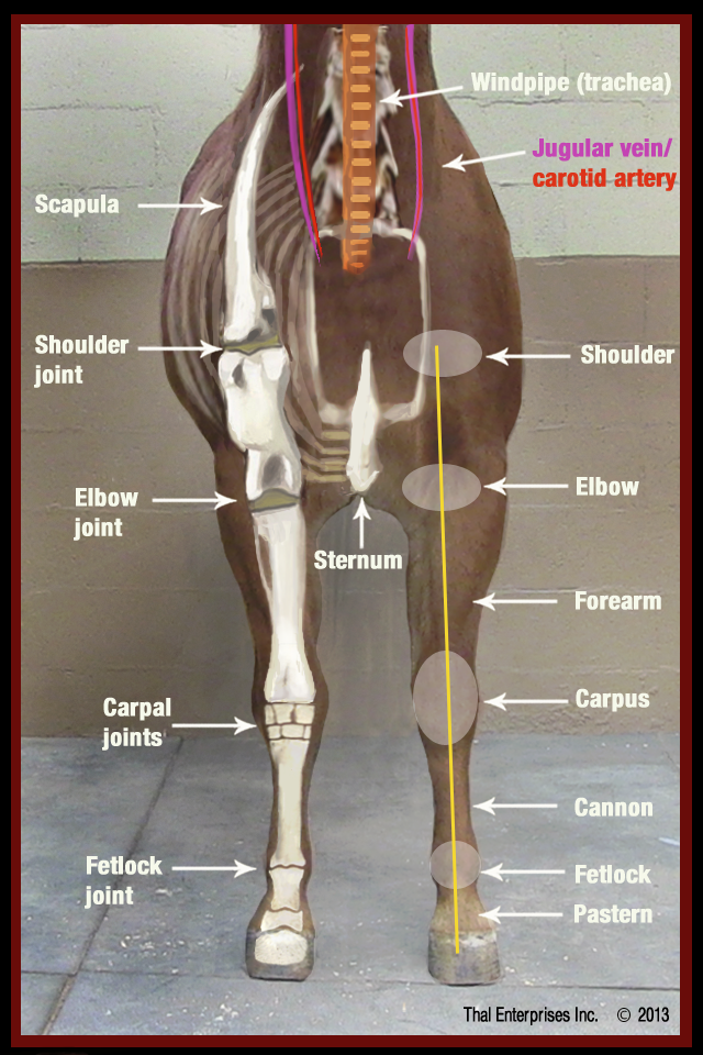 Back Of Neck Anatomy Muscles : The Anatomy of a Headache - Dr. Jonathan ...