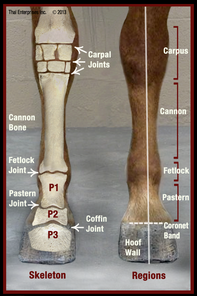 leg muscles anatomy