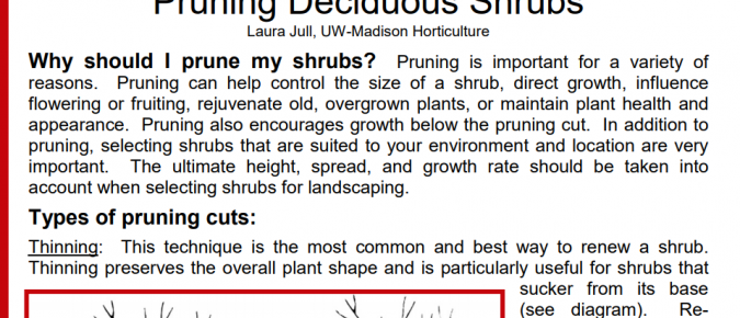 Pruning Deciduous Shrubs