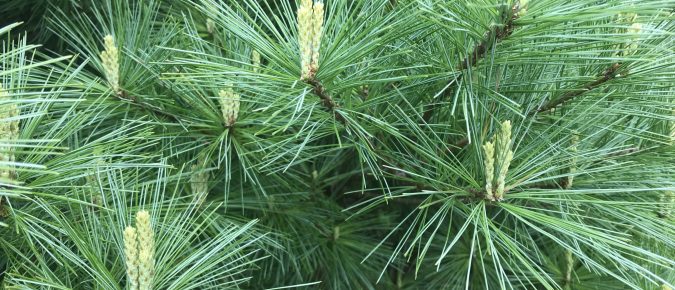 Pruning Evergreens