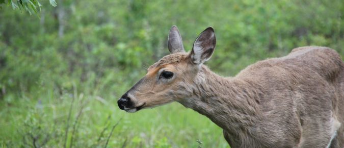 Plants Not Favored by Deer