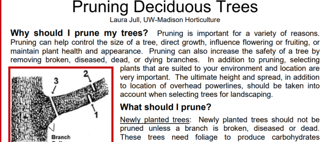 Pruning Deciduous Trees