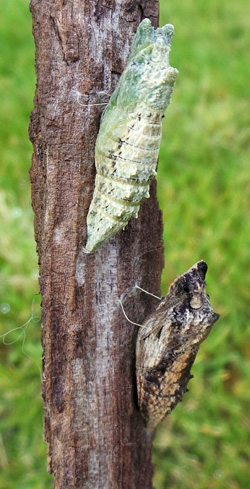 The pupa may be green or brown to blend in with its surroundings.