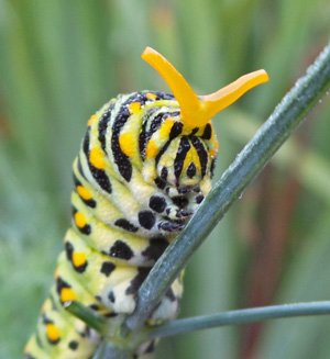 Swallowtail larvae have a eversible organ called the osmeterium for repelling predators.