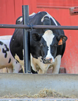 Farm animal manure varies in its nutrient content.