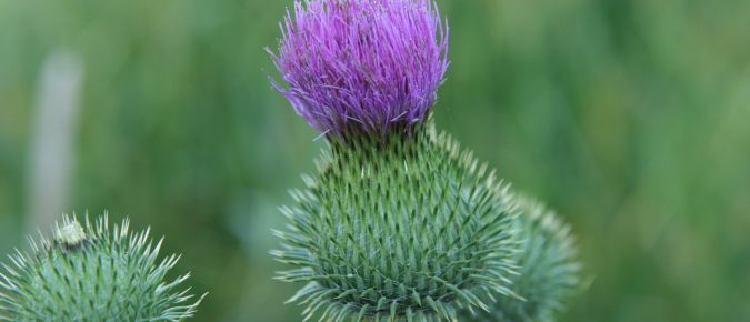 Bull Thistle – Cirsium vulgare