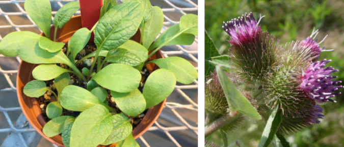 Common Burdock – Arctium minus