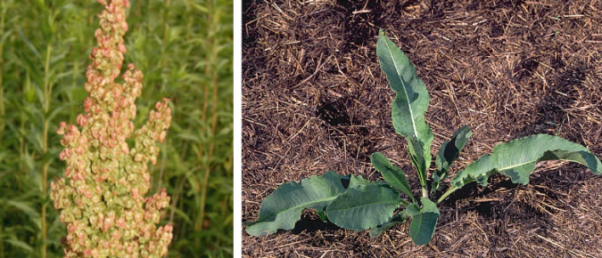 Curly Dock – Rumex crispus