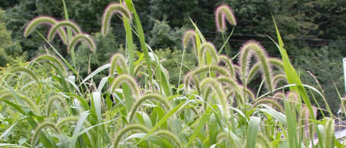 Giant Foxtail – Setaria faberi