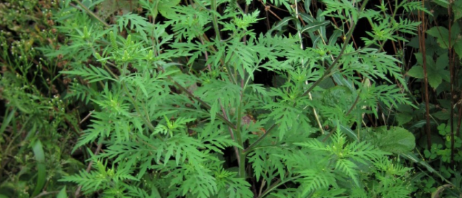 Common Ragweed – Ambrosia artemisiifolia