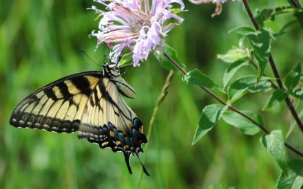 Swallowtail butterfly on monarda