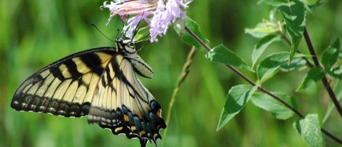 ▶ Watch: How do Pesticides Affect Pollinators and Songbirds in Your Yard