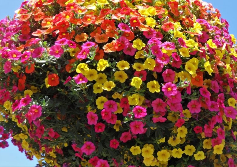 27 Best Plants To Use In Hanging Baskets Horticulture.co.uk