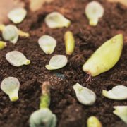 succulent cuttings sat on soil