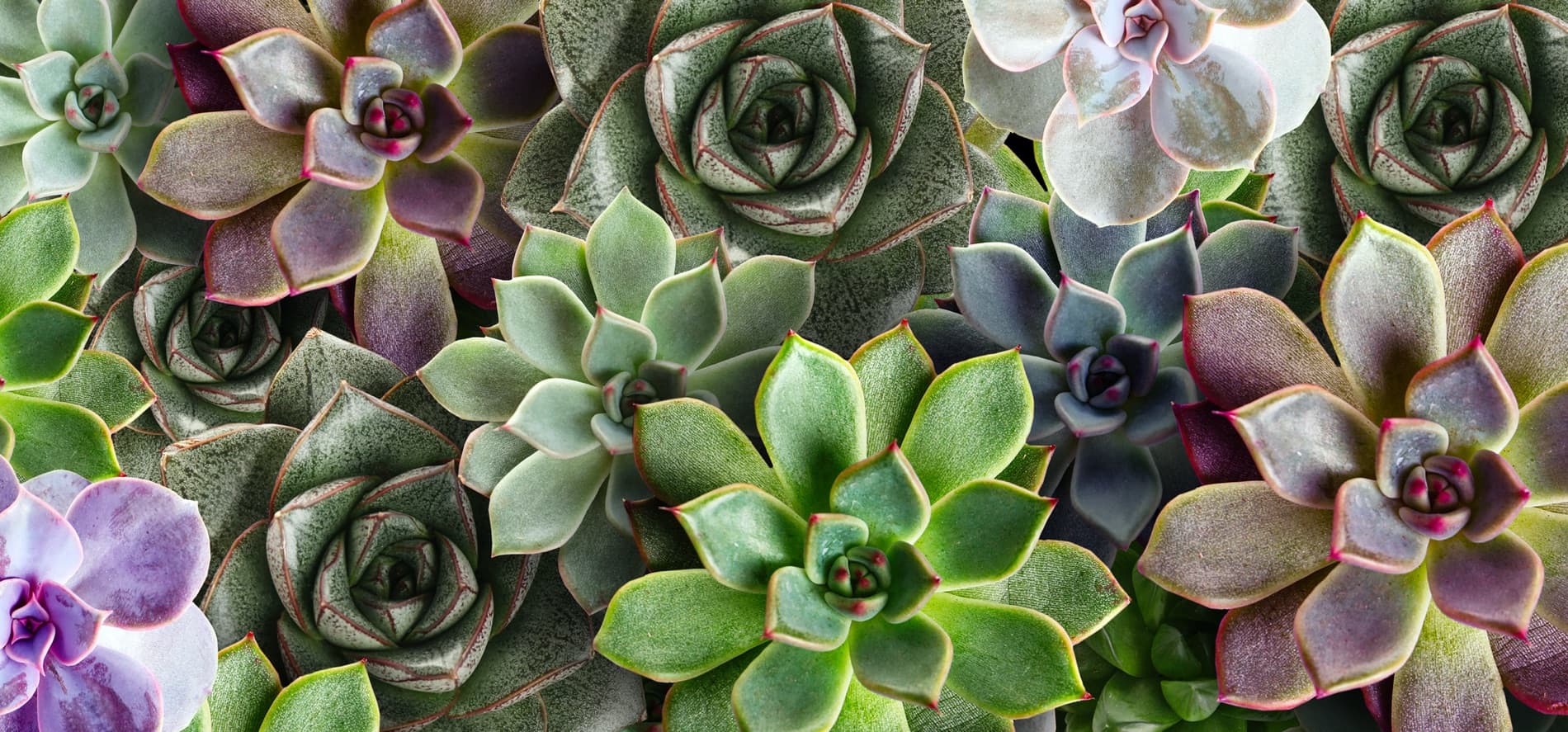 huge range of succulent plants