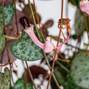 Ceropegia woodii pink flowering plant