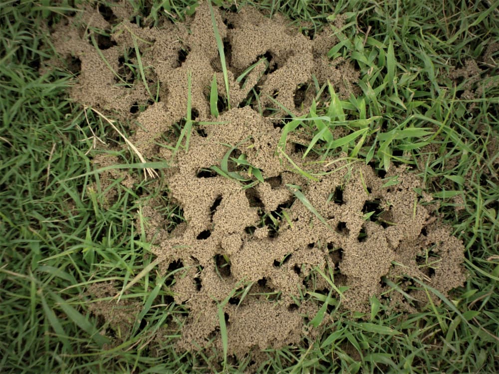 a newly built ant colony