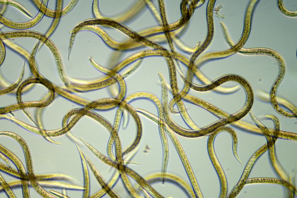 Parasitic entomopathogenic nematodes under a microscope