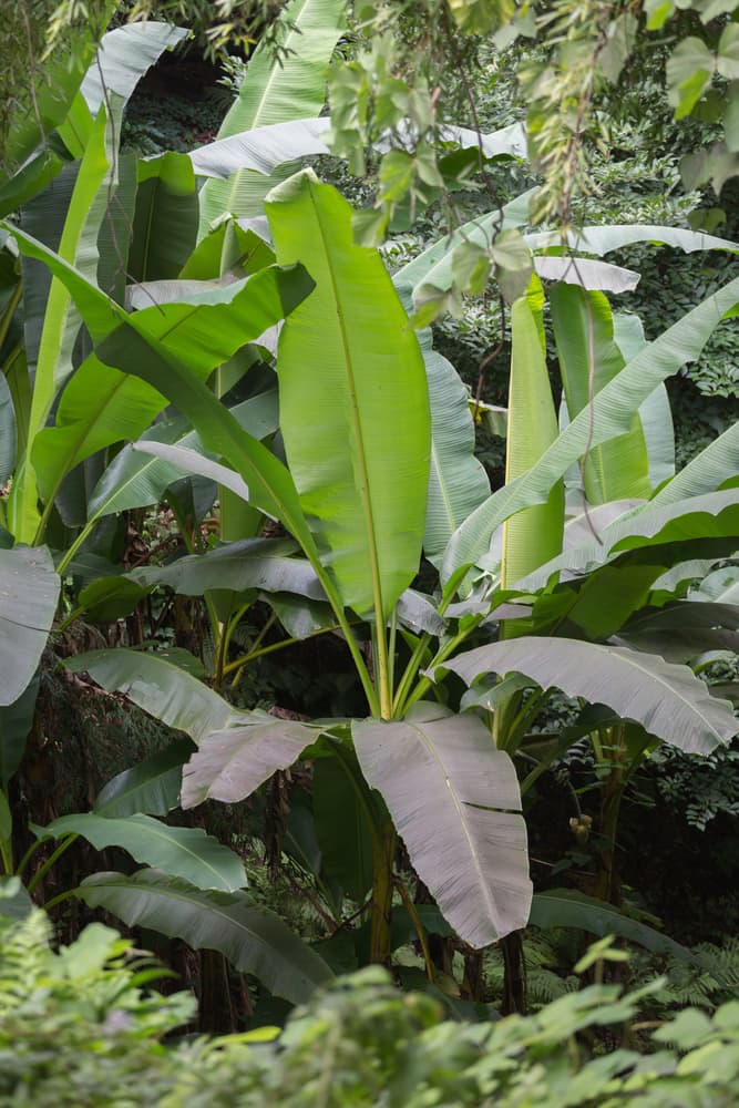 exotic looking Japanese banana plant