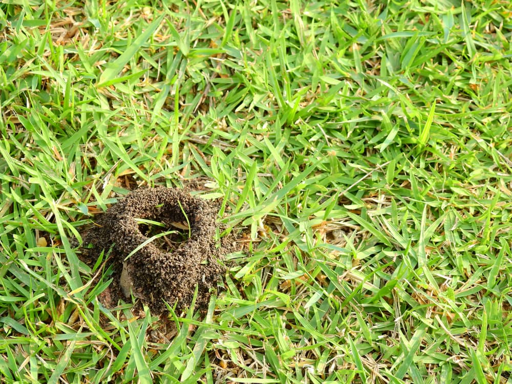 ants nest in the middle of a grass lawn