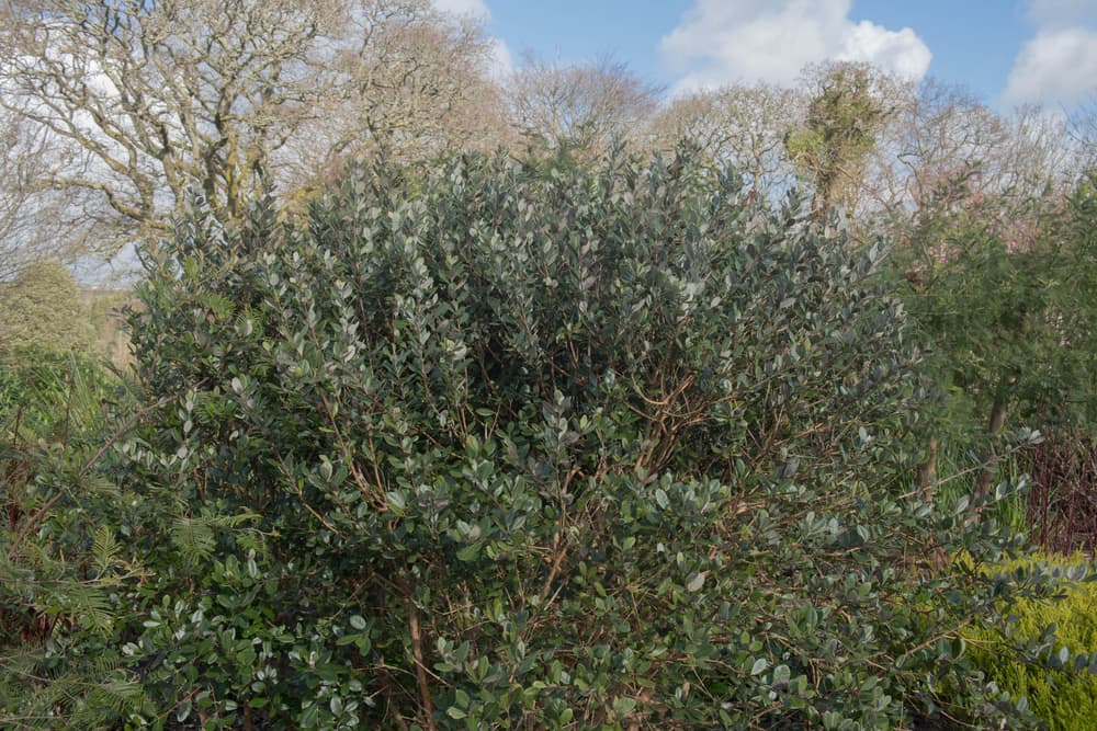 an Evergreen Pineapple Guava plant