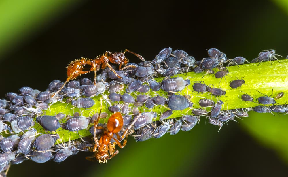 ants and aphids on a green stem