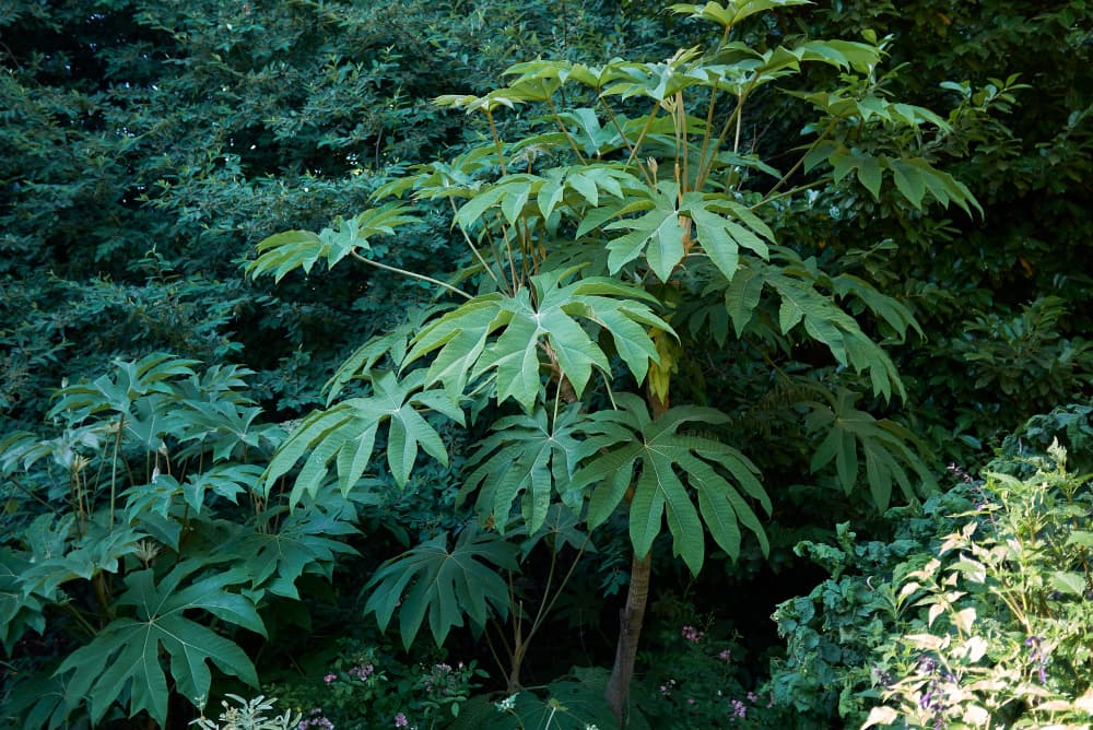 Tetrapanax papyrifer evergreen shrub