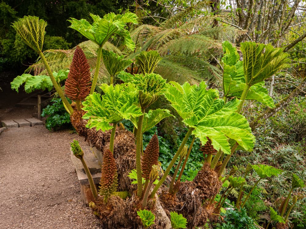 Chilean giant rhubarb in a tropical garden