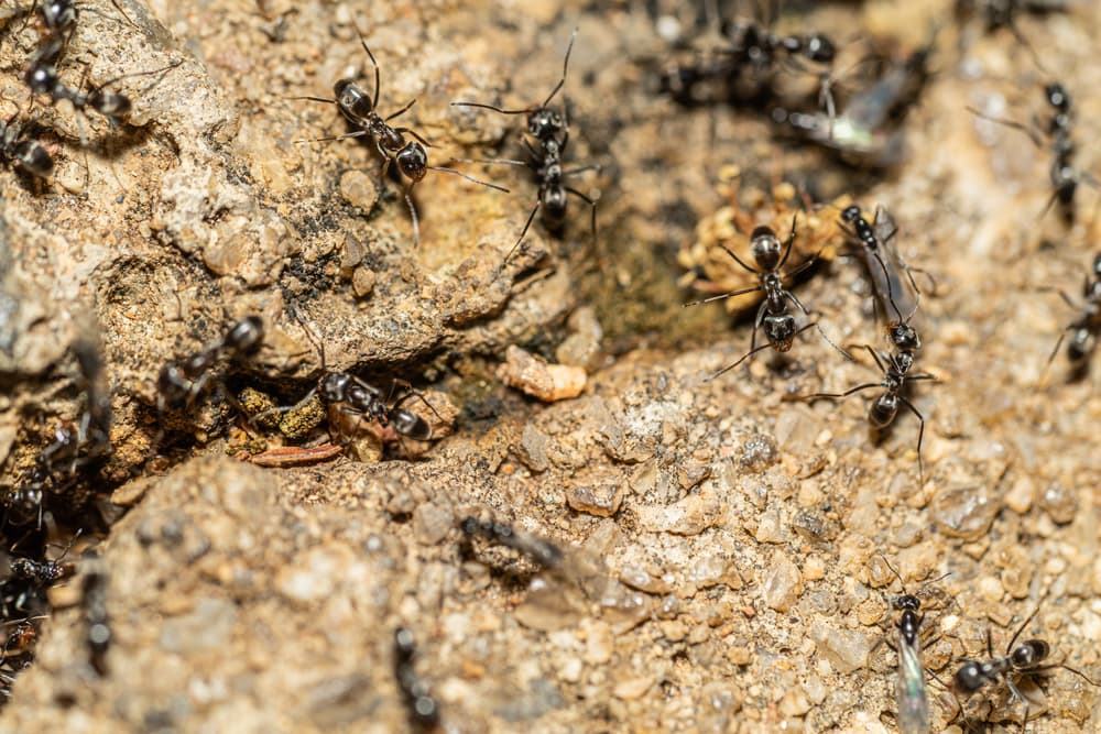 small black ants outside their nest