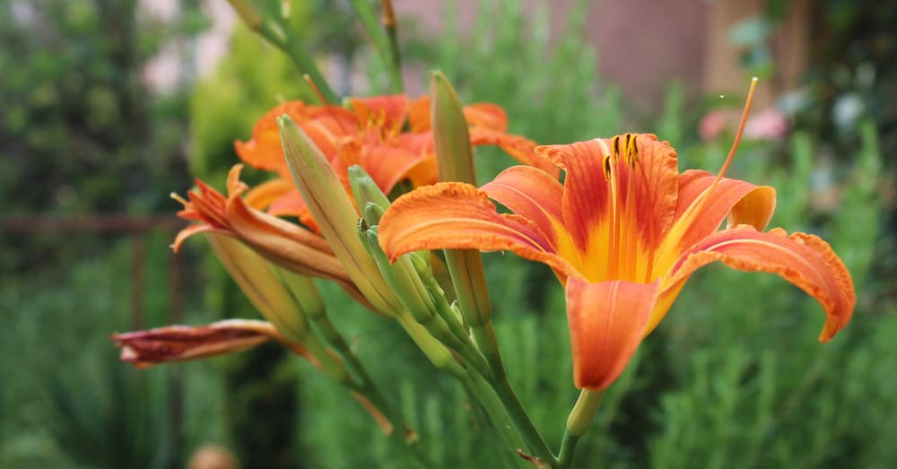 orange day lilies