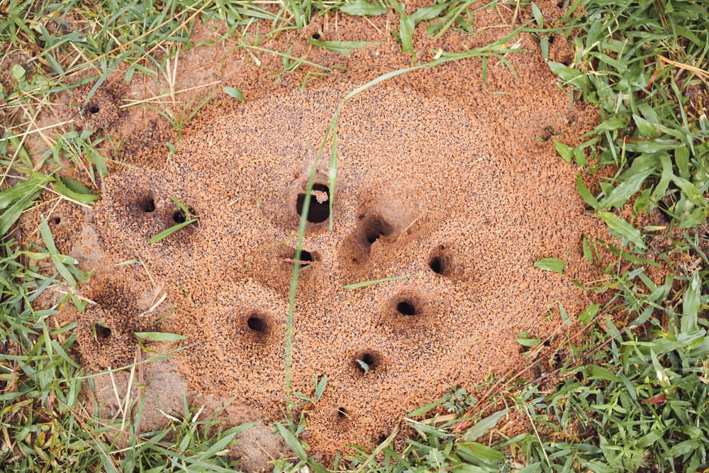 an ants nest with obvious entry holes