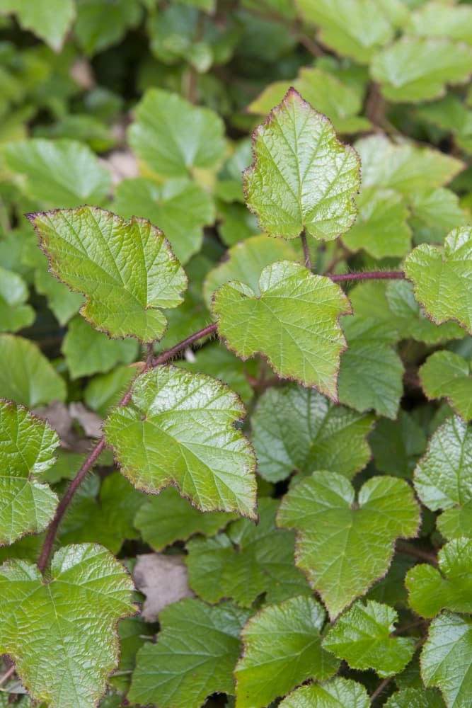 green rubus leaves up close