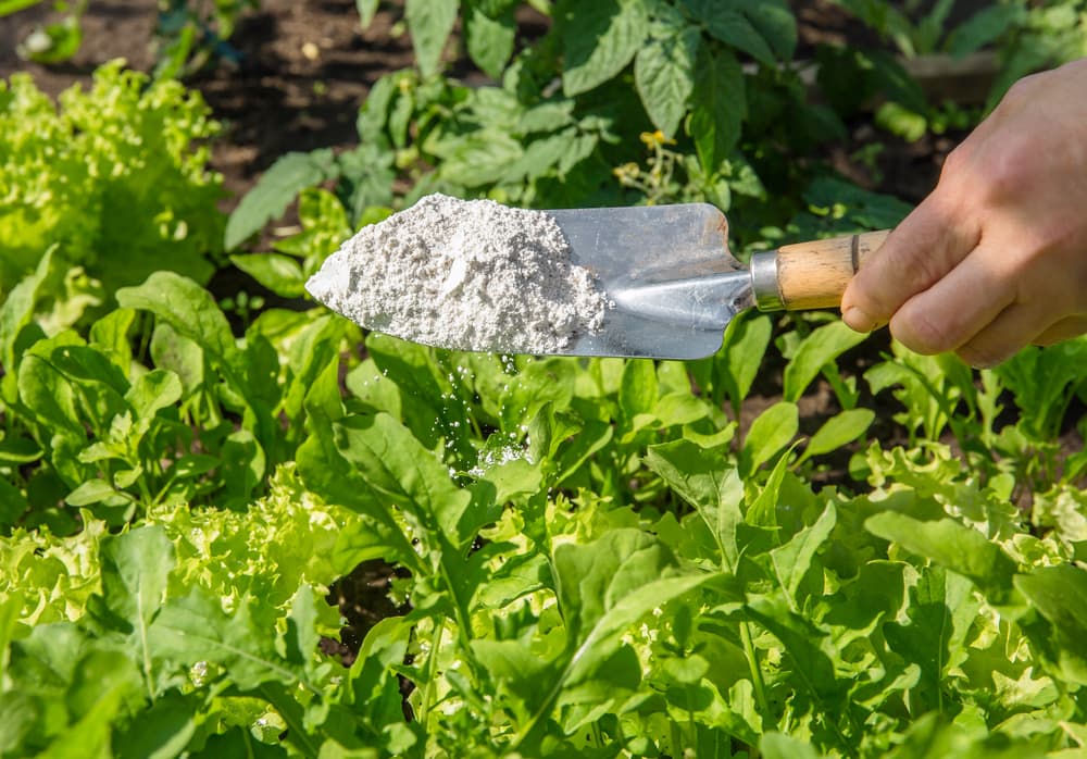 gardener sprinkling white Diatomaceous earth using a trowel