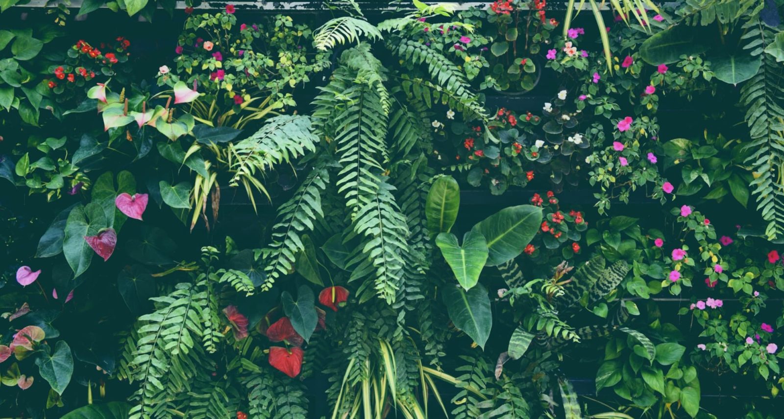 tropical plant wall with ferns and flowers