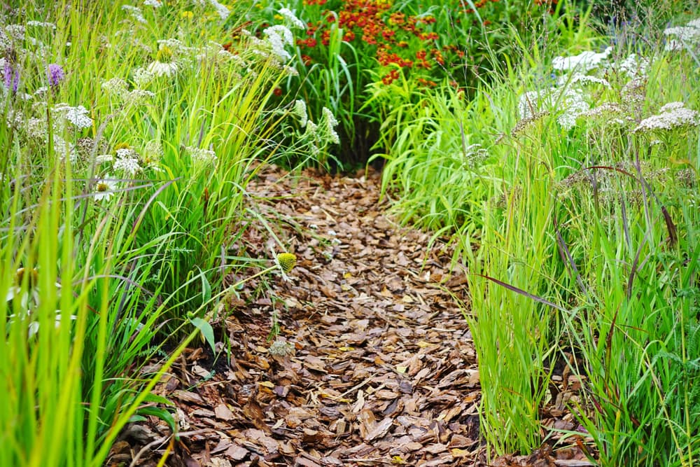 a wood chip pathway with wildflowers on either side