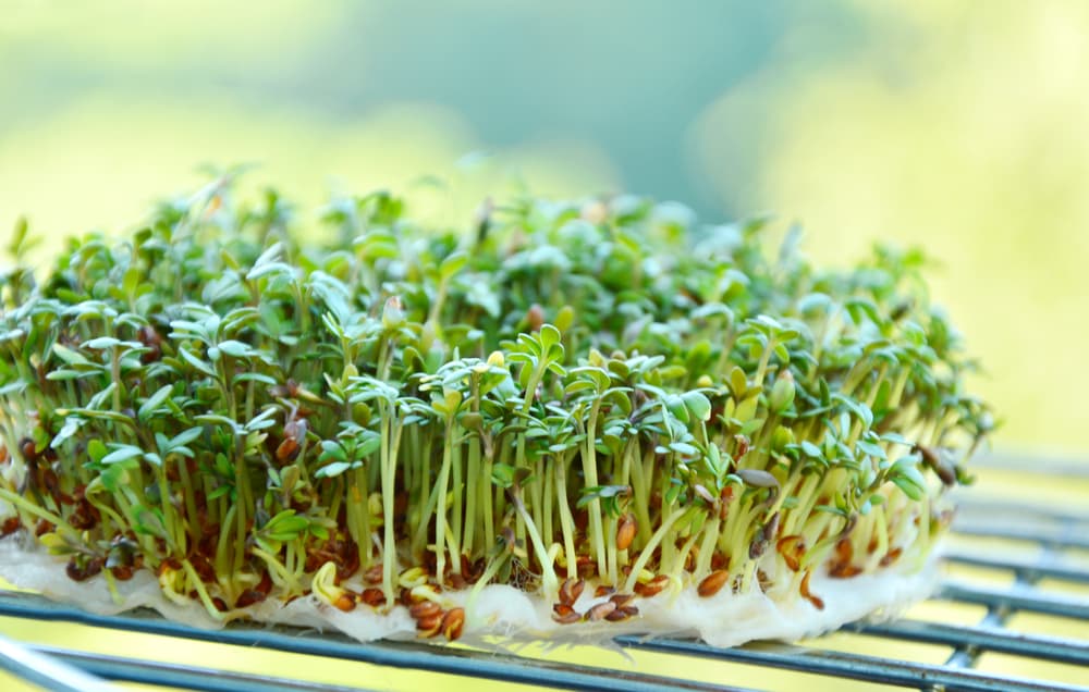 cress growing from damp toilet tissue