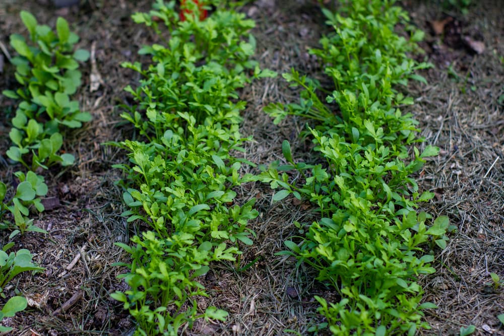 cultivated rows of Lepidium sativum in a garden bed