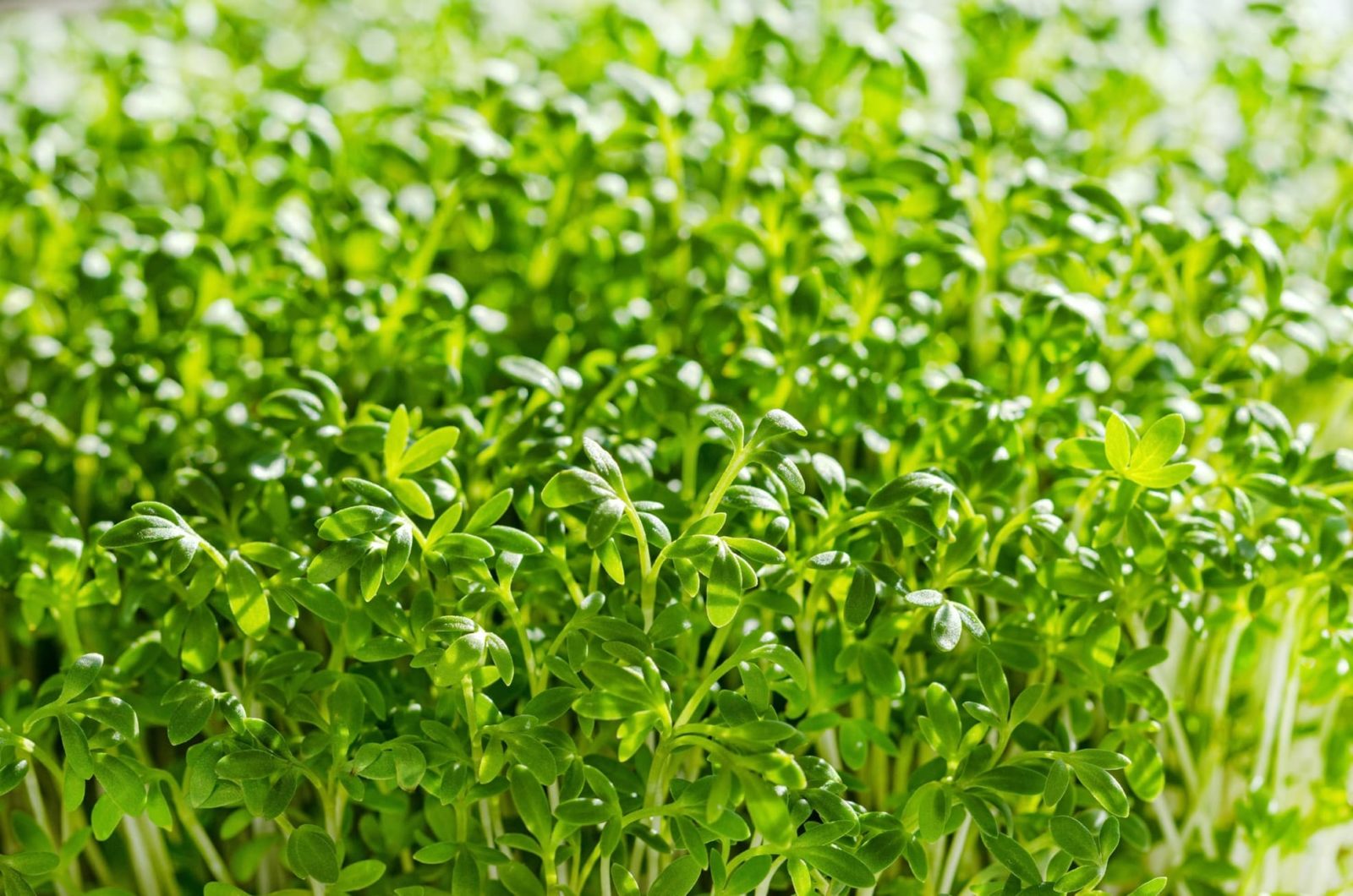 garden cress