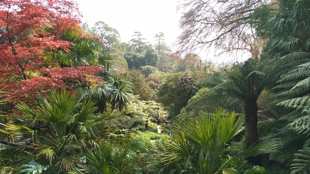 panoramic view of tropical parkland in Cornwall, UK