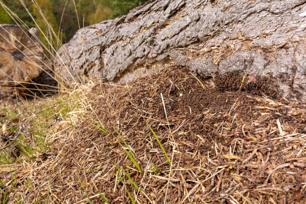 an ants nest mound underneath a fallen tree trunk