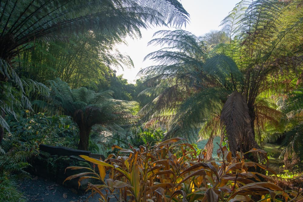 palm trees in Trebah Botanical Gardens, Cornwall