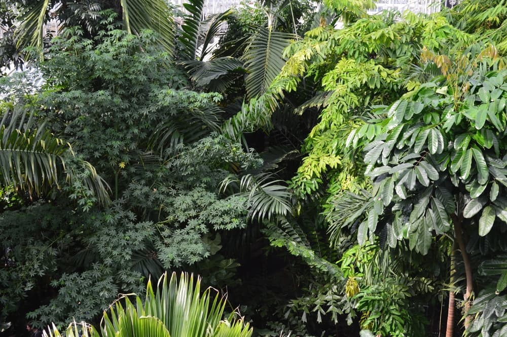 layers of palms and foliage forming a canopy with tropical appearance