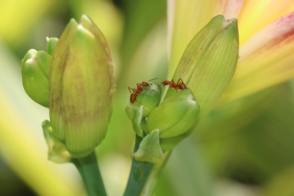 magnified view of flower buds with two red carpenter ants harvesting nectar